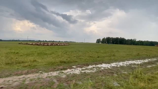 После крупного града лошади разбежались и поломало немного построек/ КФХ Идиятуллин смотреть онлайн