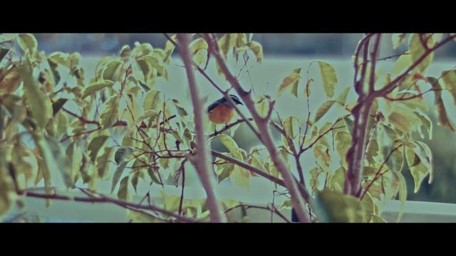 zomei nd filter test смотреть онлайн