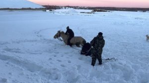Семейная Ферма/ Продолжаем обучение жеребцов/ Весь день провели на хозяйстве с Аборигенными лошадьми