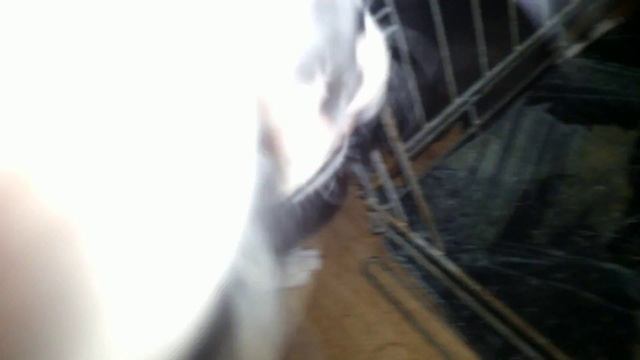 Чехословацкая волчья собака