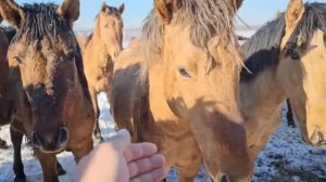 Начали по немногу выгонять Жеребят на прогулку | Лошадь провалилась в прорубь | КФХ Идиятуллина