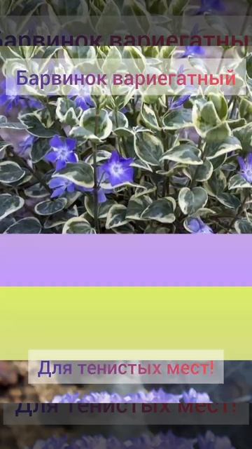 8 ЦВЕТОВ для тенистых мест! #garden #дача #flowers #цветы смотреть онлайн