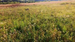 ПЕРВЫЕ ШАГИ В ОХОТЕ НА КУРОПАТКУ. КАМХАНТИНГ ОРИО 9 месяцев.