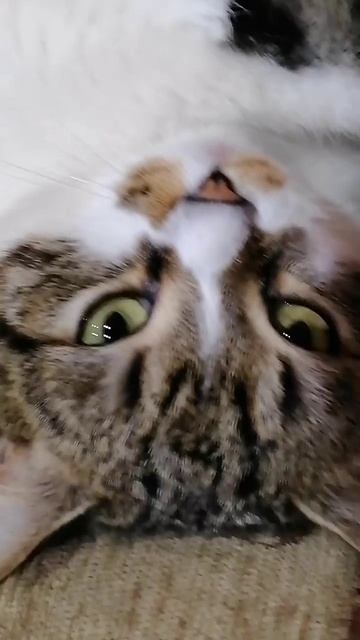 котэ 🐈 лучший актер