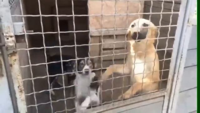 Видео Гид ОО «В добрые руки» смотреть онлайн