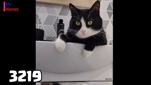 Evolution of Maxwell the Cat Meme 🐱The Best Versions смотреть онлайн