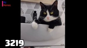 Evolution of Maxwell the Cat Meme 🐱The Best Versions