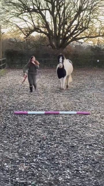 What can you do to keep your out of work horse entertained? #shorts #equestrian #horse #viral смотреть онлайн