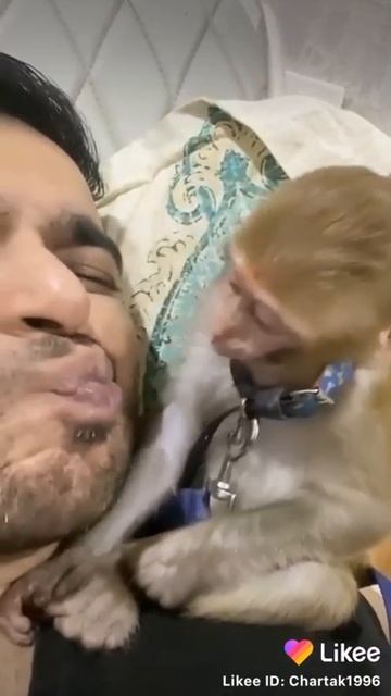 Получи затрещину. #юмор #забавно #мартышка #обезьянка #смех #забавныеживотные #хохма смотреть онлайн