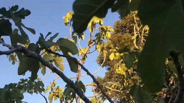 Beautiful Garden ❤️ beautiful Afghan song ((Ay Mahe Alam soze man Azizam)) смотреть онлайн
