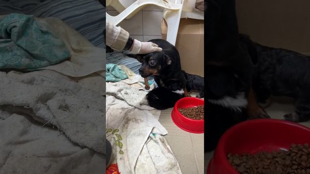 Мама и детки 🐾