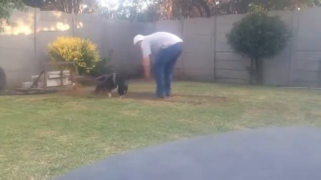 Pitbull Sangria Weight Pulling Training
