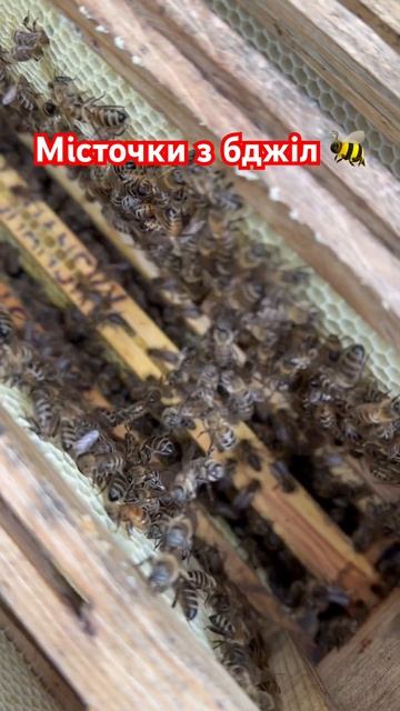Місточки з бджіл 🐝😃 #пасіка #бджільництво #їжа #рецепт #2024shorts смотреть онлайн