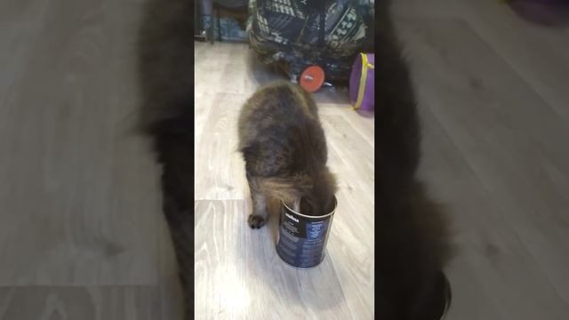 Кот Клаус и банка кофе смотреть онлайн