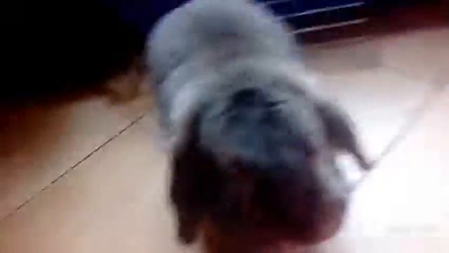 Странное,но смешное видео) смотреть онлайн