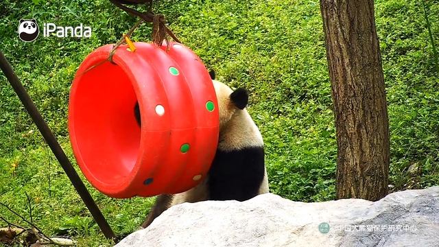 【Panda Billboard】Episode 53 | IPanda