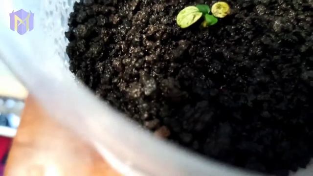 Update - Tanam Emerseed Anubias Pinto Setelah 2 Minggu смотреть онлайн