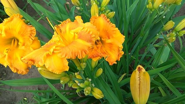 60. Orange Nassau/Оранж Нассау Лилейник смотреть онлайн