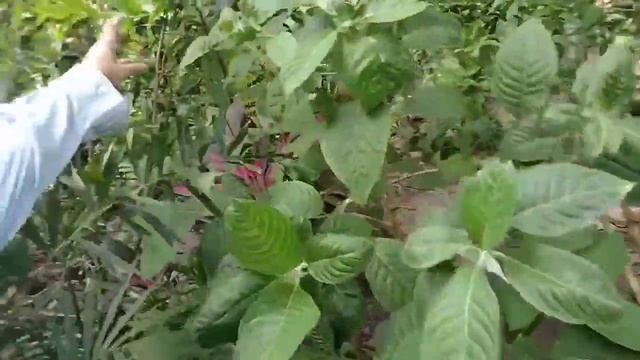 Mini Integrated Backyard Farm смотреть онлайн