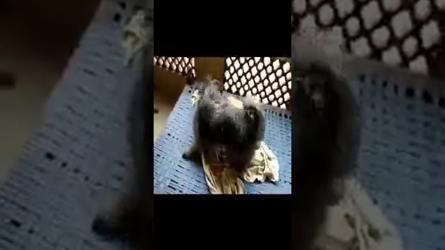 Lhasa Apso Gray | Lhasa Apso Telugu | Black Lhasa Apso