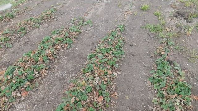 Звітую. Як перезимувала ялина Кейбаб🌲. Ягоди / полуниця. Саджаю гладіолуси🌱 смотреть онлайн
