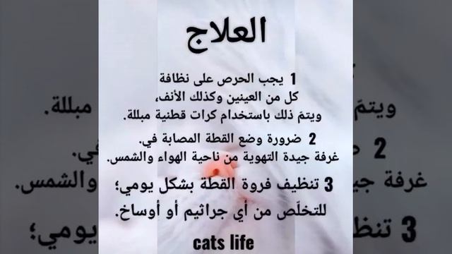 إنفلونزا القطط-cats influenza смотреть онлайн