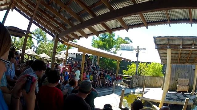 Lizard Show at Alligator Adventure смотреть онлайн
