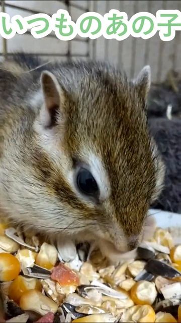しまりす「ポン吉」プクポン子さんです。【ペット】【シマリス】【Chipmunk】【Squirrel】【Kawaii】【Cute】 смотреть онлайн