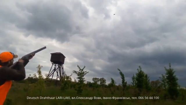 Deutsch Drahthaar LARI-LAKI. Садкове полювання на фазана, "Святобор" смотреть онлайн