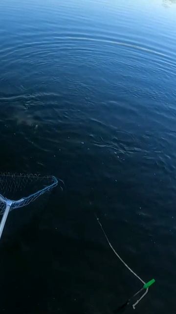 Сазан на донку смотреть онлайн