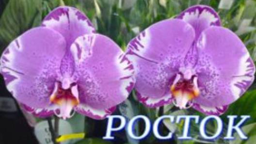№1012/ СВЕЖАЯ поставка ШИКАРНЫХ орхидей в с/ц РОСТОК смотреть онлайн