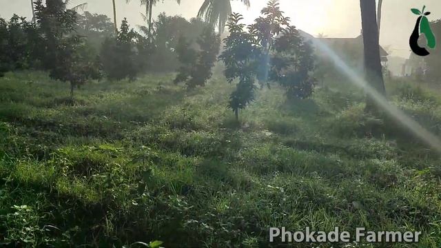 Spray paling efektif part 2 Alpukat miki phokade Farmer смотреть онлайн