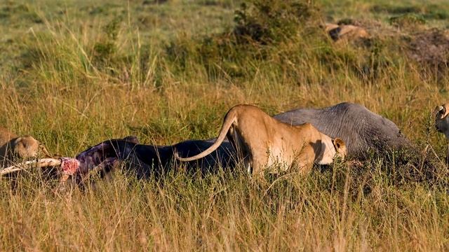 Кения смотреть онлайн