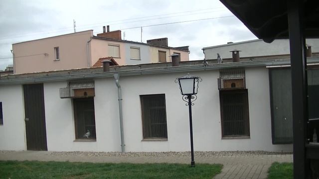 K.K.Dratwińscy 1 lot konkursowy 28.04.2019r Cybinka 117 km. смотреть онлайн