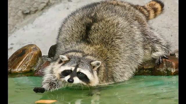 Еноты часть 4 смотреть онлайн
