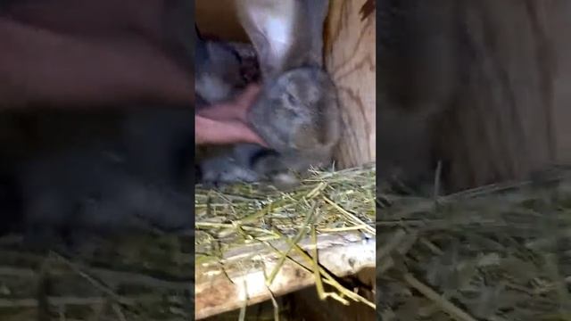 белгийски фландр 55 дней смотреть онлайн
