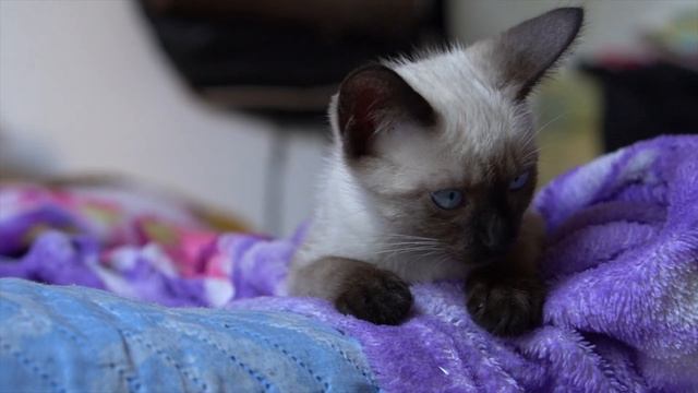 Cats 4k (Ultra HD)⎜Part 2⎜Relaxing Music⎜Earth from Above⎜Sweet Kittens, Siam Cats, Black Cats 4k смотреть онлайн