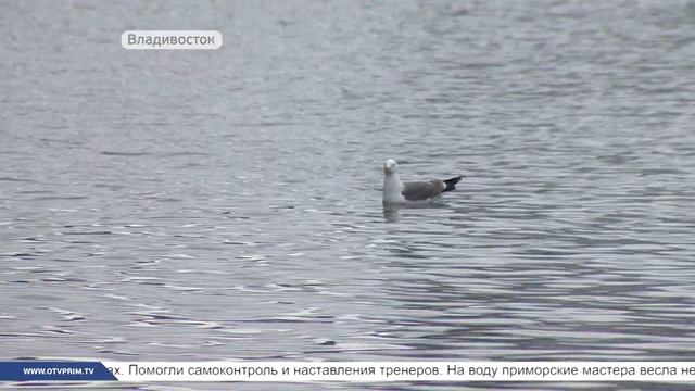 Приморские гребцы вышли на воду после вынужденного перерыва смотреть онлайн