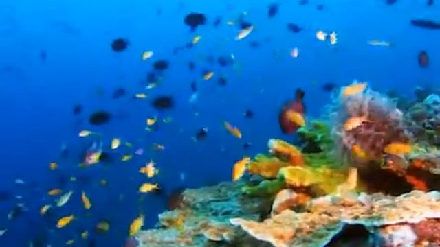 Живая природа смотреть онлайн