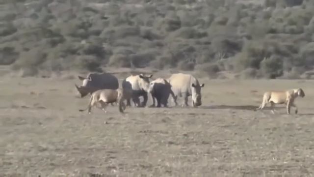 Lion Fight with Other Animals: Lion vs. Brave Baboon Fight West Serengeti Safari смотреть онлайн