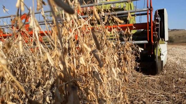 Молотимо сою 14.10.2018 Claas Dominator 86 смотреть онлайн