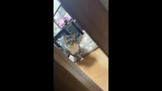 UNUSUAL  COMPILATION 293