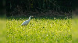 Tamron 150-500mm Review | Ultra-Telephoto Zoom Lens for Sony E