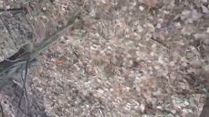 лошадь обосралась