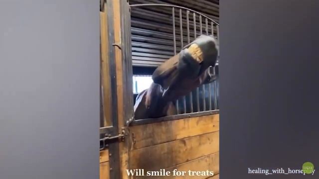 Cutest and funny смотреть онлайн