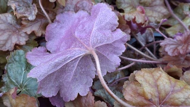 Heuchera var. World Caffé Americano смотреть онлайн