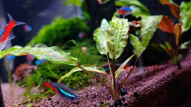 Голубой неон (Paracheirodon innesi) смотреть онлайн