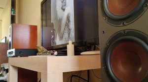 Dali Mentor 6 playing "Fever" Peggy Lee