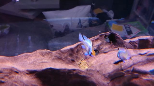 German electric blue ramirezi spawning смотреть онлайн
