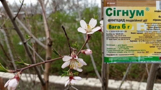 Весняний захист дерев від МОНІЛІОЗУ! Рятуємо урожай смотреть онлайн